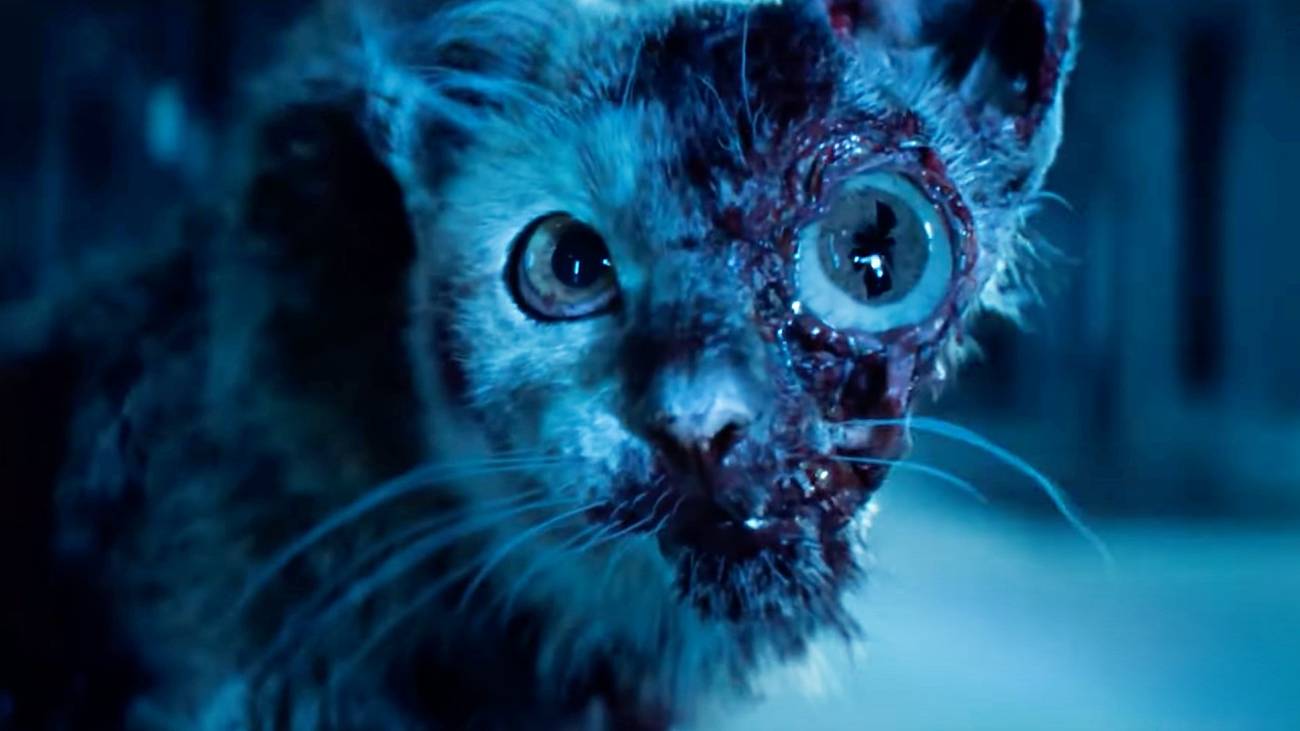 T. ocellus takes up residence in the skull of a once-deceased cat.